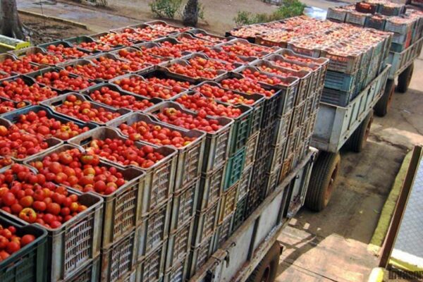 La reciente imposición de un arancel del 17% por parte de Estados Unidos al jitomate mexicano amenaza exportaciones poblanas por 160 millones de dólares al año. Foto: Gaceta UNAM