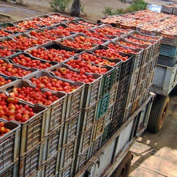 La reciente imposición de un arancel del 17% por parte de Estados Unidos al jitomate mexicano amenaza exportaciones poblanas por 160 millones de dólares al año. Foto: Gaceta UNAM