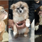 La Brigada de Vigilancia Animal y la Fiscalía rescataron cinco perros abandonados en un domicilio de la colonia San Rafael, alcaldía Cuauhtémoc.