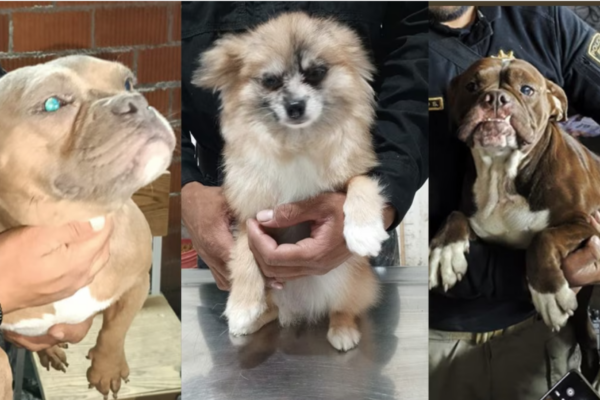 La Brigada de Vigilancia Animal y la Fiscalía rescataron cinco perros abandonados en un domicilio de la colonia San Rafael, alcaldía Cuauhtémoc.