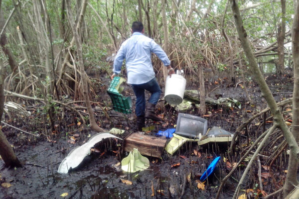 Más de 400 voluntarios recolectaron casi dos toneladas de residuos en los manglares de Chuburná, Yucatán. La jornada forma parte de una estrategia nacional de conservación y reforestación costera.