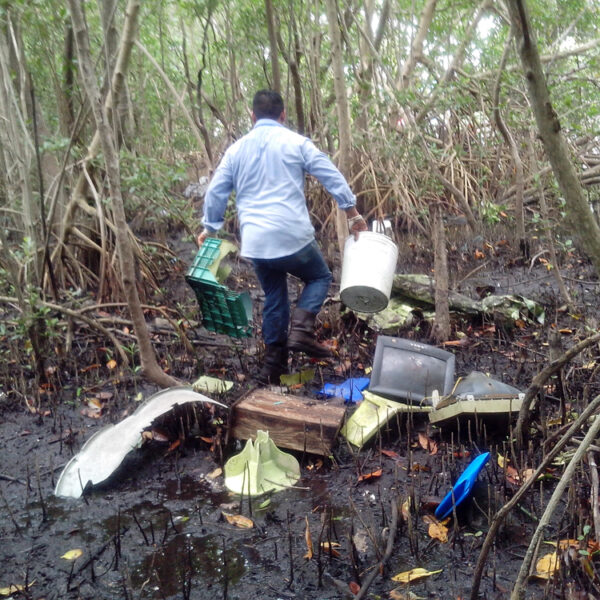 Más de 400 voluntarios recolectaron casi dos toneladas de residuos en los manglares de Chuburná, Yucatán. La jornada forma parte de una estrategia nacional de conservación y reforestación costera.