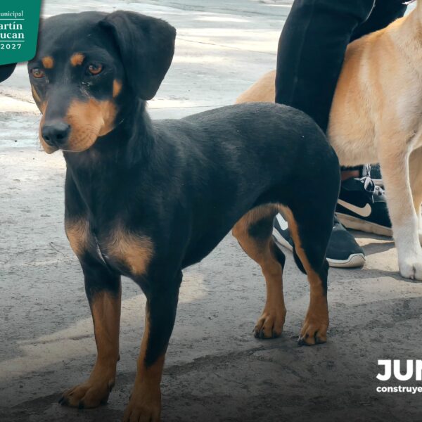 “El acceso a la justicia también es para ellos”, destacó el gobierno local al reiterar su llamado a la ciudadanía a denunciar cualquier forma de violencia animal.