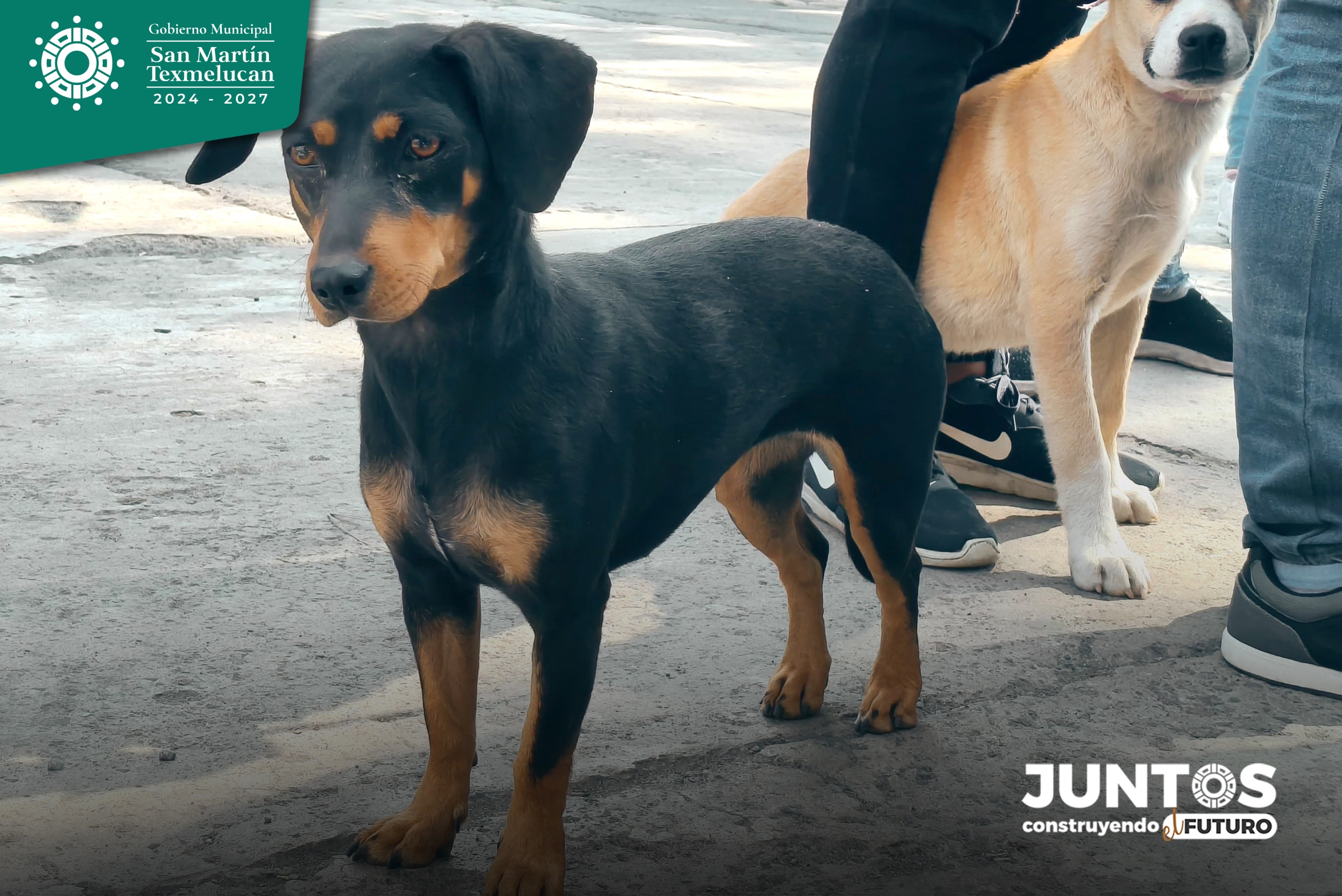 Texmelucan abre Ministerio Público por maltrato animal