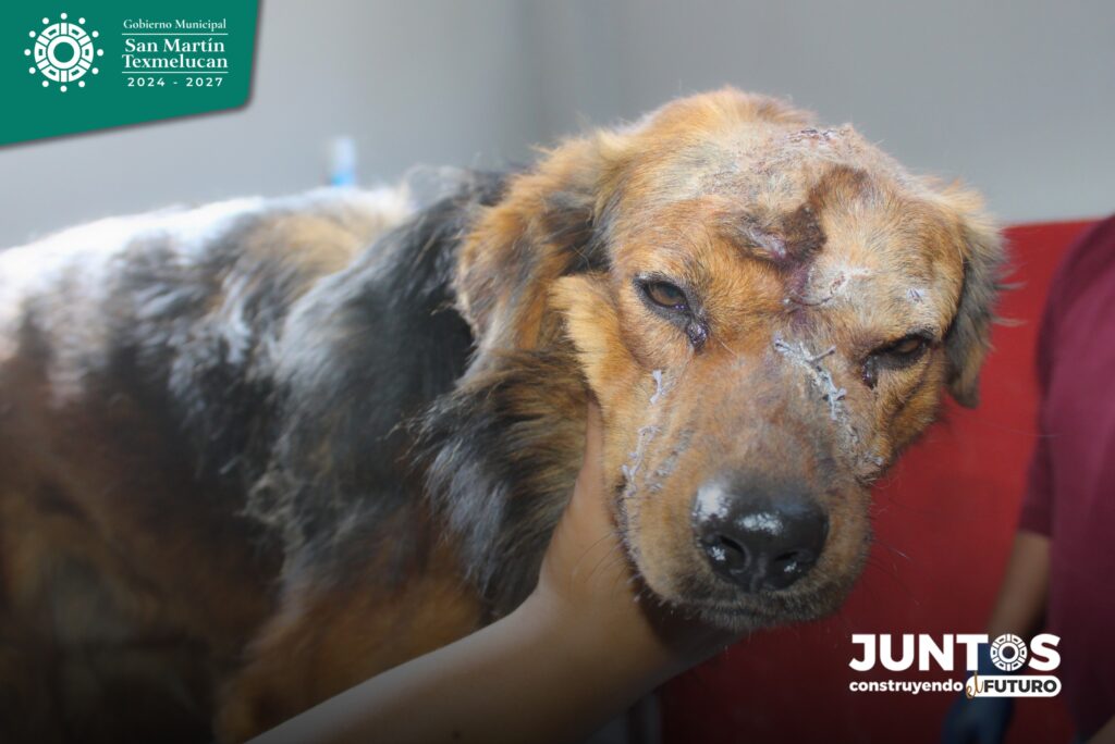 “El acceso a la justicia también es para ellos”, destacó el gobierno local al reiterar su llamado a la ciudadanía a denunciar cualquier forma de violencia animal.
