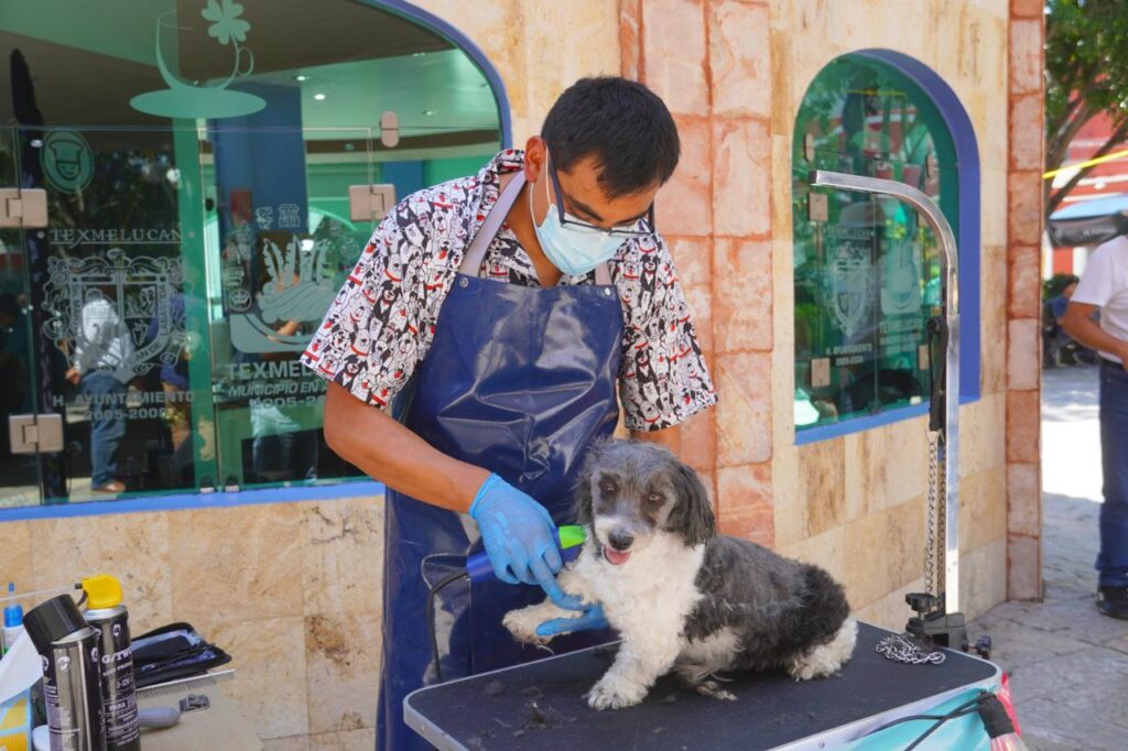 El Primer Festival Huellitas de Amor Texmelucan 2025 concluyó con gran éxito, gracias al compromiso del Gobierno Municipal que encabeza Juan Manuel Alonso y al trabajo conjunto con el Instituto de Bienestar Animal (IBA), que dirige Michele Islas Ganime.