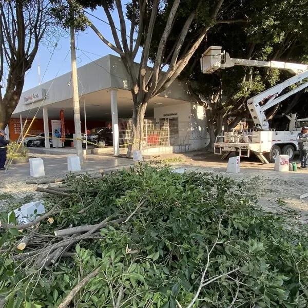 El Ayuntamiento de Puebla anunció un programa de intervención arbórea que contempla el retiro de cerca de 3 mil árboles clasificados como peligrosos, con base en evaluaciones técnicas previas y recientes. Foto: Julio César Martínez / El Sol de Puebla