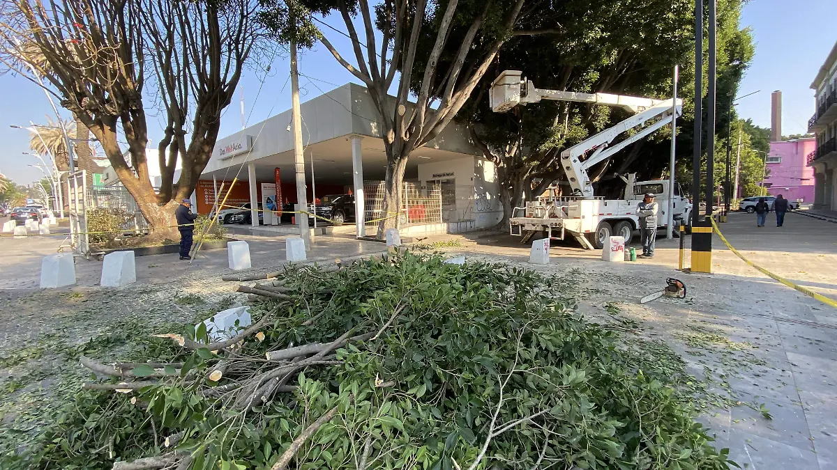El Ayuntamiento de Puebla anunció un programa de intervención arbórea que contempla el retiro de cerca de 3 mil árboles clasificados como peligrosos, con base en evaluaciones técnicas previas y recientes. Foto: Julio César Martínez / El Sol de Puebla
