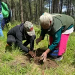 Puebla redujo en 84.2% su superficie reforestada entre 2022 y 2023, al pasar de 264 a solo 41 hectáreas, según la CONAFOR. Al mismo tiempo, el estado perdió 309 hectáreas de bosque primario, de acuerdo con el Instituto de Recursos Mundiales. Expertos atribuyen esta caída a factores como el recorte presupuestal, la falta de seguimiento técnico y el uso de especies inadecuadas.