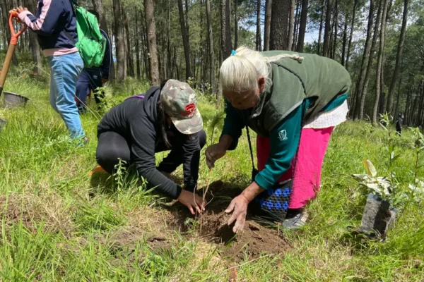 Puebla redujo en 84.2% su superficie reforestada entre 2022 y 2023, al pasar de 264 a solo 41 hectáreas, según la CONAFOR. Al mismo tiempo, el estado perdió 309 hectáreas de bosque primario, de acuerdo con el Instituto de Recursos Mundiales. Expertos atribuyen esta caída a factores como el recorte presupuestal, la falta de seguimiento técnico y el uso de especies inadecuadas.