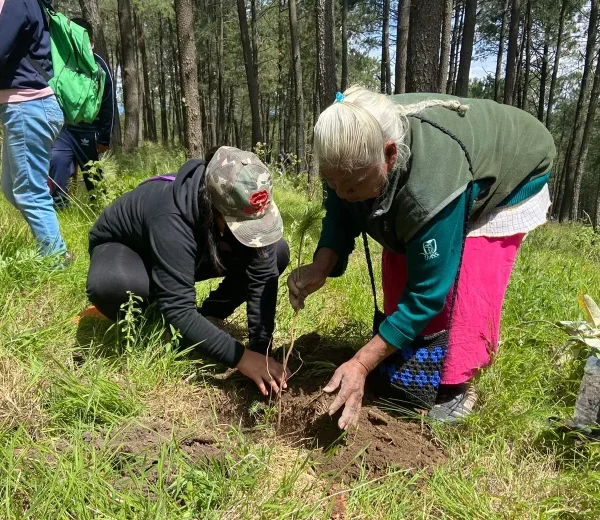 Puebla redujo en 84.2% su superficie reforestada entre 2022 y 2023, al pasar de 264 a solo 41 hectáreas, según la CONAFOR. Al mismo tiempo, el estado perdió 309 hectáreas de bosque primario, de acuerdo con el Instituto de Recursos Mundiales. Expertos atribuyen esta caída a factores como el recorte presupuestal, la falta de seguimiento técnico y el uso de especies inadecuadas.