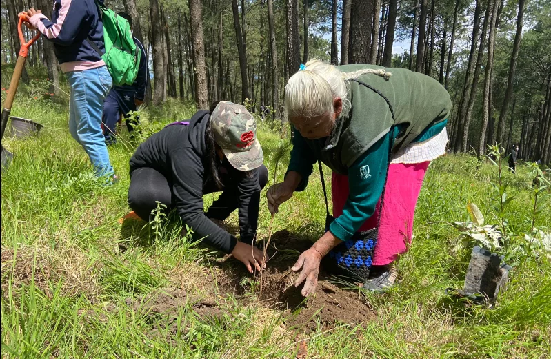 Puebla redujo en 84.2% su superficie reforestada entre 2022 y 2023, al pasar de 264 a solo 41 hectáreas, según la CONAFOR. Al mismo tiempo, el estado perdió 309 hectáreas de bosque primario, de acuerdo con el Instituto de Recursos Mundiales. Expertos atribuyen esta caída a factores como el recorte presupuestal, la falta de seguimiento técnico y el uso de especies inadecuadas.