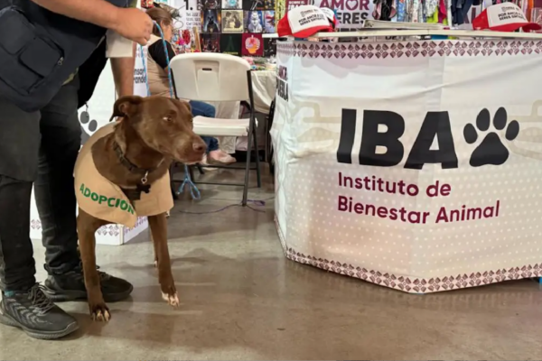 Retrasan entrega de Célula de Protección Animal por trabajos de limpieza en Puebla