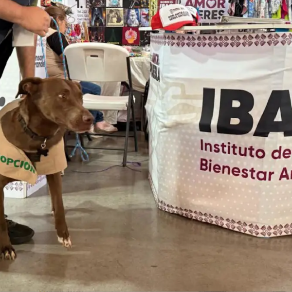 Retrasan entrega de Célula de Protección Animal por trabajos de limpieza en Puebla