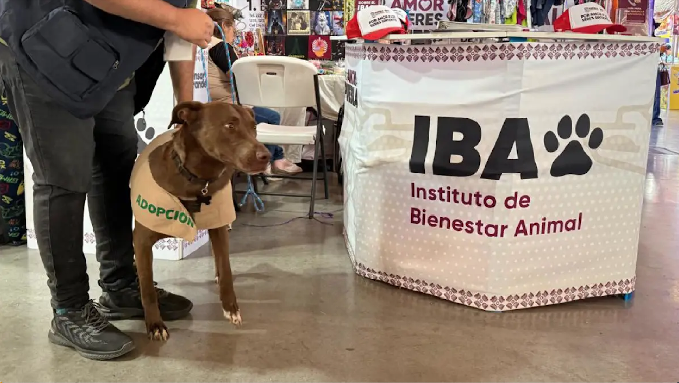 Retrasan entrega de Célula de Protección Animal por trabajos de limpieza en Puebla