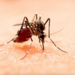 Puebla refuerza el llamado a acudir a unidades médicas ante síntomas de dengue.