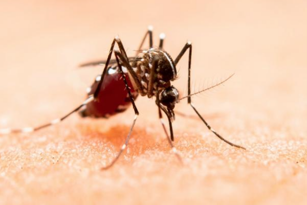 Puebla refuerza el llamado a acudir a unidades médicas ante síntomas de dengue.
