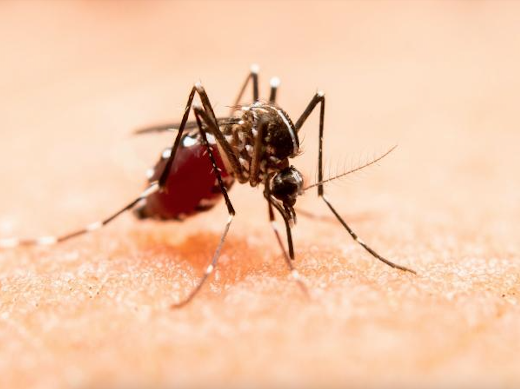 Puebla refuerza el llamado a acudir a unidades médicas ante síntomas de dengue.