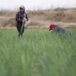 Productores de Tepeaca y Tecamachalco advierten que una nueva reducción en el volumen de agua para riego podría afectar hasta el 40% de su cosecha