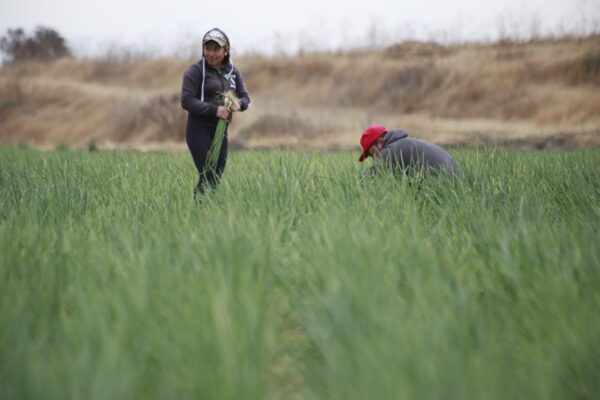 Productores de Tepeaca y Tecamachalco advierten que una nueva reducción en el volumen de agua para riego podría afectar hasta el 40% de su cosecha