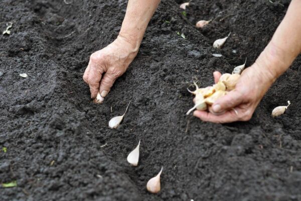 El agua escasea y los costos suben para los productores de ajo en San Gabriel Chilac.
