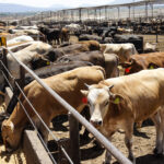 México avanza en acuerdos con Estados Unidos para reabrir en noviembre la exportación de ganado bovino, suspendida por la presencia del gusano barrenador. El plan beneficiaría a productores de Sonora, Coahuila y Durango, principales exportadores de carne al mercado norteamericano Foto: Gob MX..