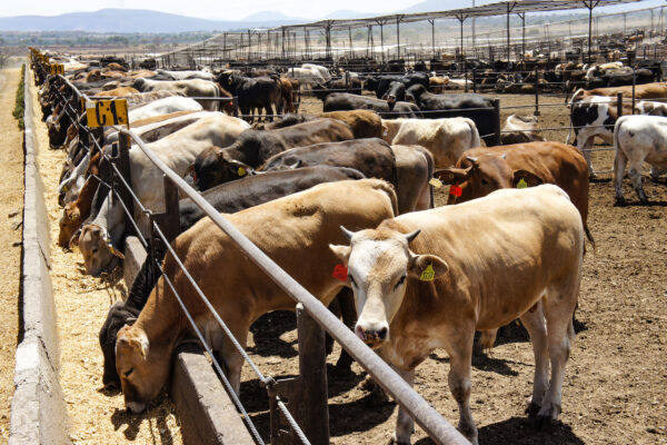 México avanza en acuerdos con Estados Unidos para reabrir en noviembre la exportación de ganado bovino, suspendida por la presencia del gusano barrenador. El plan beneficiaría a productores de Sonora, Coahuila y Durango, principales exportadores de carne al mercado norteamericano Foto: Gob MX..