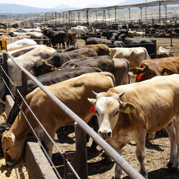 México avanza en acuerdos con Estados Unidos para reabrir en noviembre la exportación de ganado bovino, suspendida por la presencia del gusano barrenador. El plan beneficiaría a productores de Sonora, Coahuila y Durango, principales exportadores de carne al mercado norteamericano Foto: Gob MX..