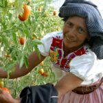 El Programa Mujer Rural Emprendedora .