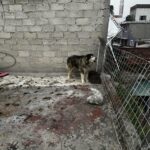 Apolo fue rescatado tras denuncias de vecinos por abandono; ahora sus salvadores enfrentan una denuncia penal. Foto: X @oscarbalmen.