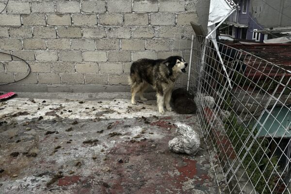 Apolo fue rescatado tras denuncias de vecinos por abandono; ahora sus salvadores enfrentan una denuncia penal. Foto: X @oscarbalmen.