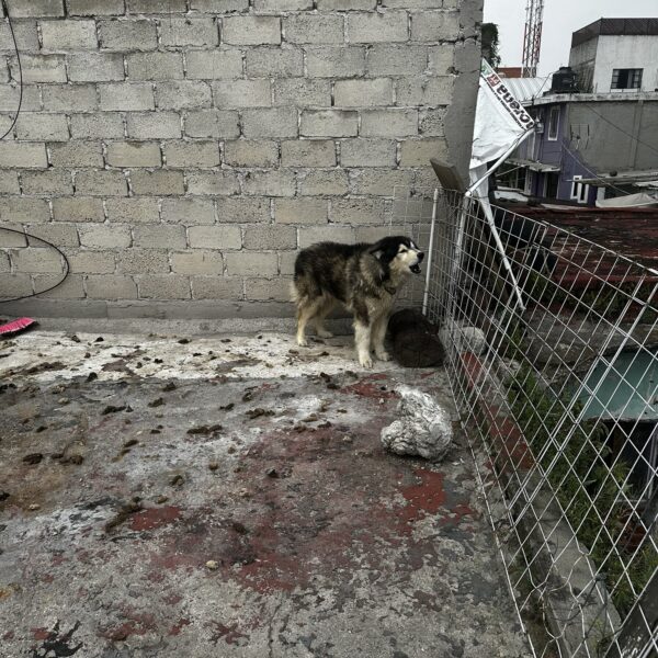 Apolo fue rescatado tras denuncias de vecinos por abandono; ahora sus salvadores enfrentan una denuncia penal. Foto: X @oscarbalmen.