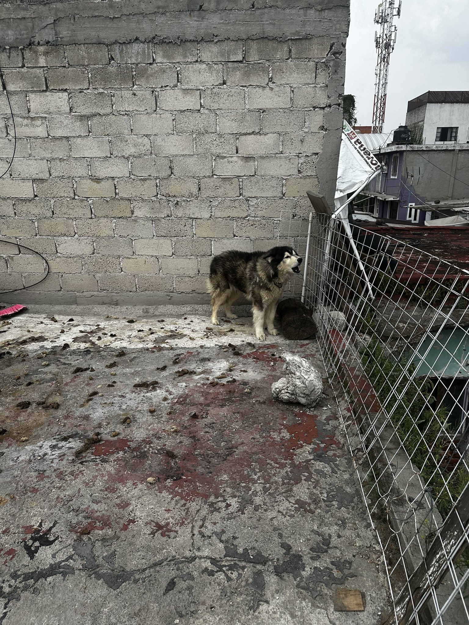 Periodistas enfrentan denuncia tras rescatar a “Apolo”, perro víctima de abandono en Azcapotzalco