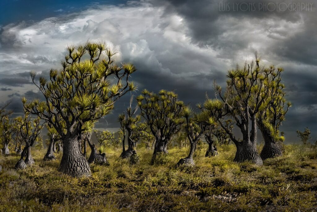 Tehuacán apuesta por el turismo cultural y ecológico