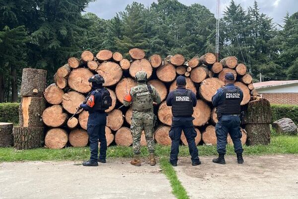 Autoridades de Puebla y Tlaxcala aseguraron madera presuntamente de tala clandestina en operativos conjuntos. Foto: Urbano Noticias.