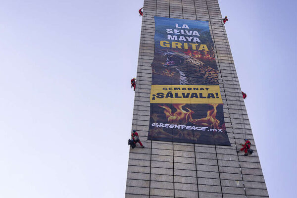 Tras la protesta de Greenpeace, “La Selva Maya grita. Semarnat, sálvala”, el gobierno federal prometió nuevas acciones para proteger al jaguar y los bosques; activistas exigen participación real de comunidades. Foto: Greenpeace.