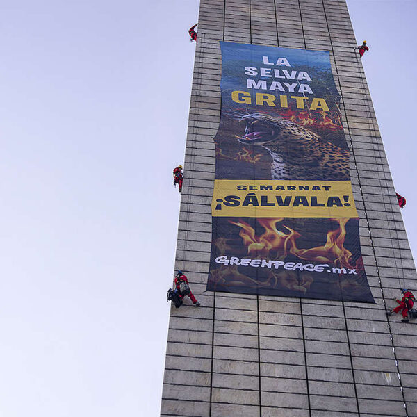 Tras la protesta de Greenpeace, “La Selva Maya grita. Semarnat, sálvala”, el gobierno federal prometió nuevas acciones para proteger al jaguar y los bosques; activistas exigen participación real de comunidades. Foto: Greenpeace.