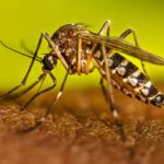 La propagación del dengue.