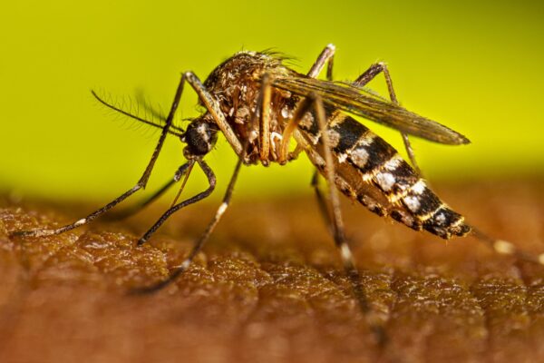 La propagación del dengue.