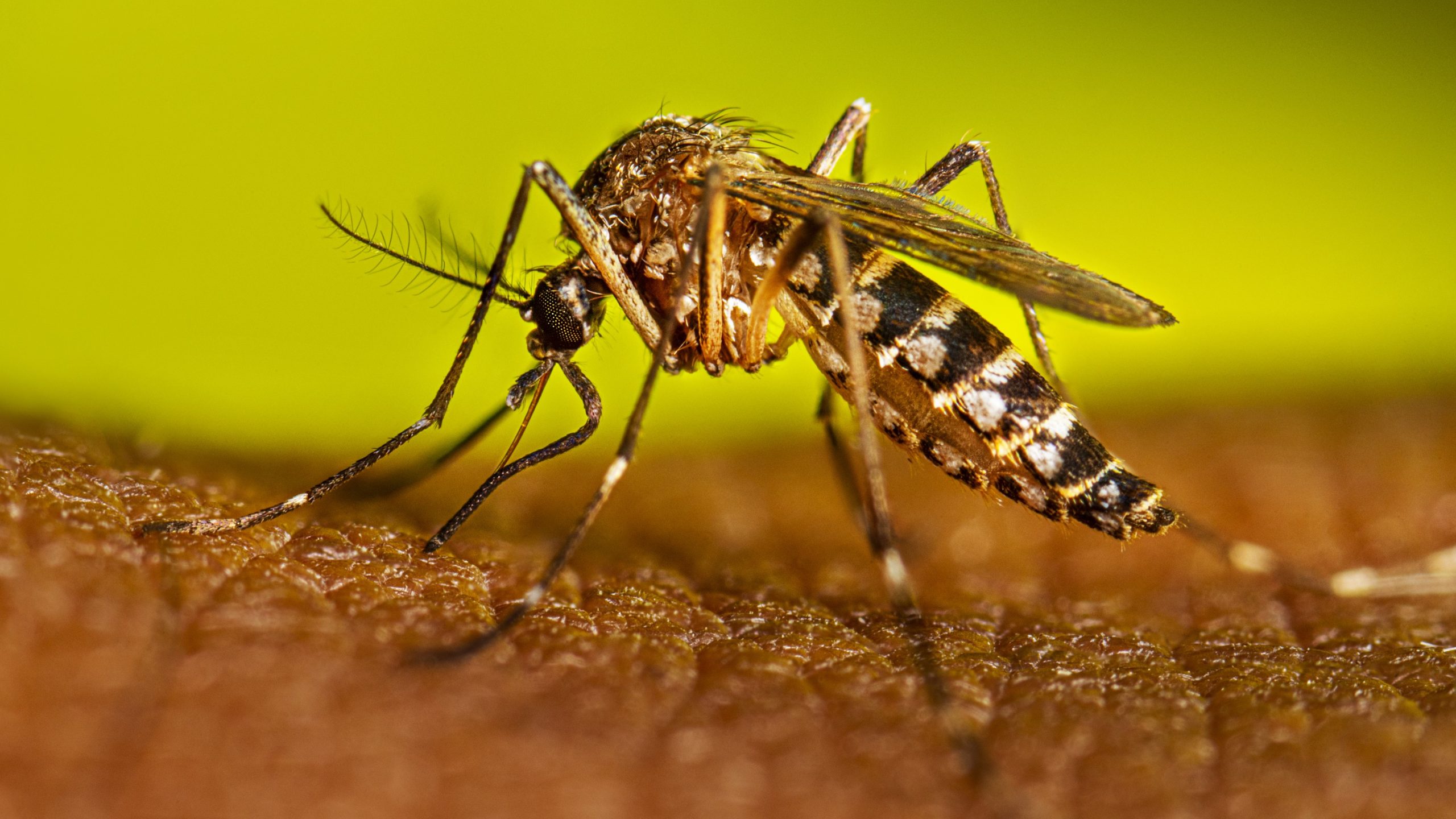 La propagación del dengue.