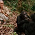 Jane Goodall transformó la ciencia en empatía