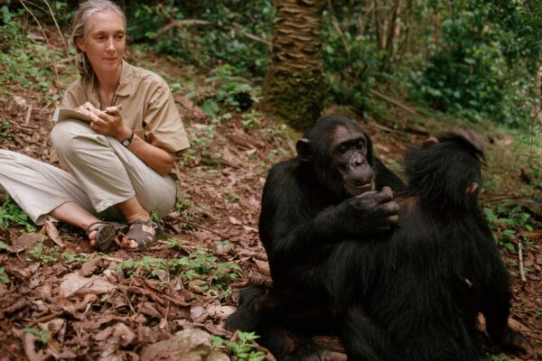 Jane Goodall transformó la ciencia en empatía
