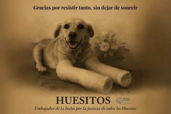 El caso de “Huesitos” avanza: el presunto agresor enfrentará juicio oral en Puebla tras la agresión que terminó con la vida del perrito. Imagen: TAC.