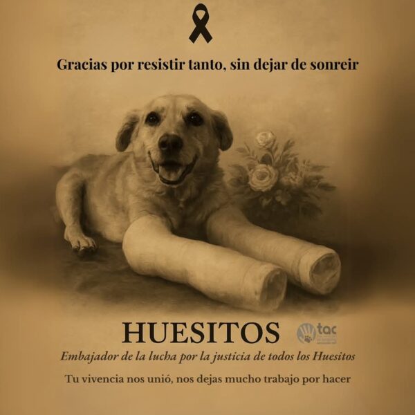 El caso de “Huesitos” avanza: el presunto agresor enfrentará juicio oral en Puebla tras la agresión que terminó con la vida del perrito. Imagen: TAC.