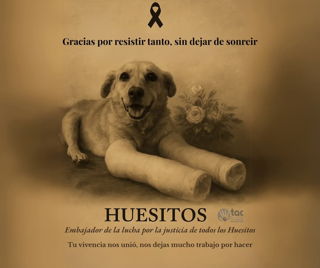 El caso de “Huesitos” avanza: el presunto agresor enfrentará juicio oral en Puebla tras la agresión que terminó con la vida del perrito. Imagen: TAC.