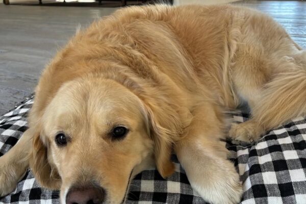¿Golden Retriever con fortuna asegurada? Reggie, la perrita de Diane Keaton, podría vivir como una estrella de cine gracias a un fideicomiso de 5 millones de dólares. Foto: Ig @diane_keaton.