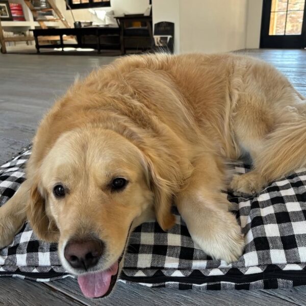 ¿Golden Retriever con fortuna asegurada? Reggie, la perrita de Diane Keaton, podría vivir como una estrella de cine gracias a un fideicomiso de 5 millones de dólares. Foto: Ig @diane_keaton.