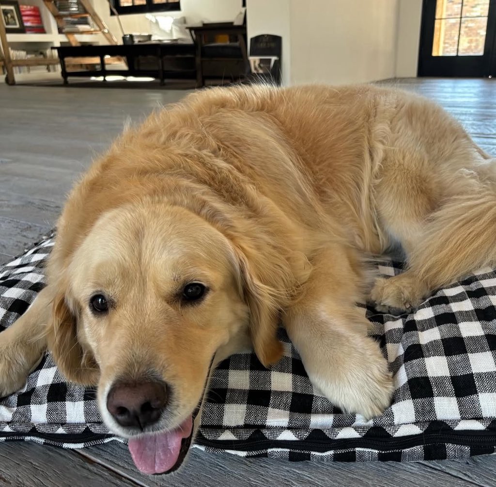 ¿Millonaria heredera de cuatro patas? Diane Keaton y la supuesta herencia para su perrita Reggie