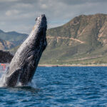 En un hecho sin precedentes, las ballenas del Golfo de California “alzaron la voz” ante los tribunales mexicanos.