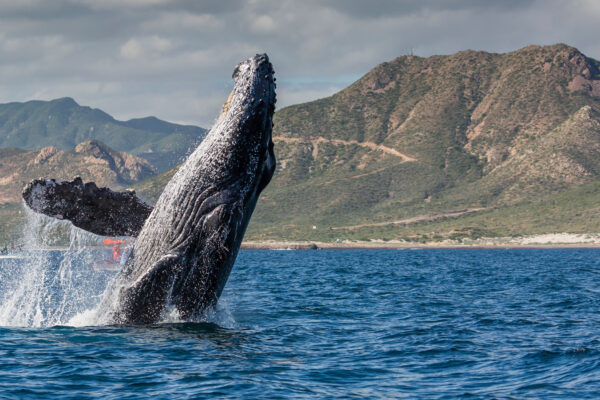 En un hecho sin precedentes, las ballenas del Golfo de California “alzaron la voz” ante los tribunales mexicanos.
